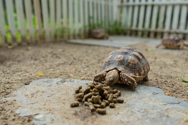 Sucata-Schildkröte aus den Grund