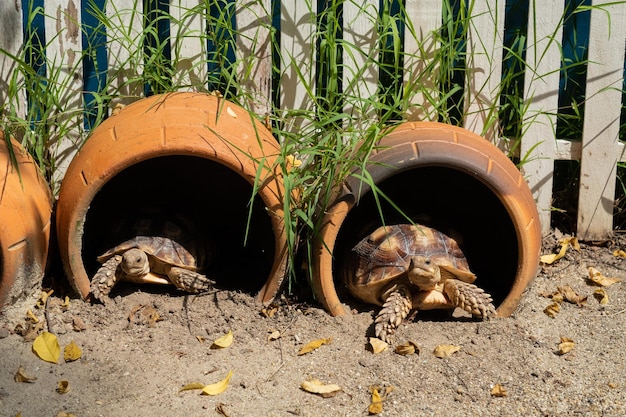 Sucata-Schildkröte aus den Grund