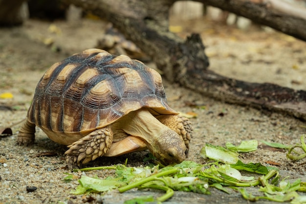 Sucata-Schildkröte aus den Grund