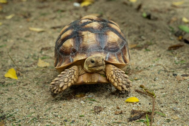 Sucata-Schildkröte aus den Grund