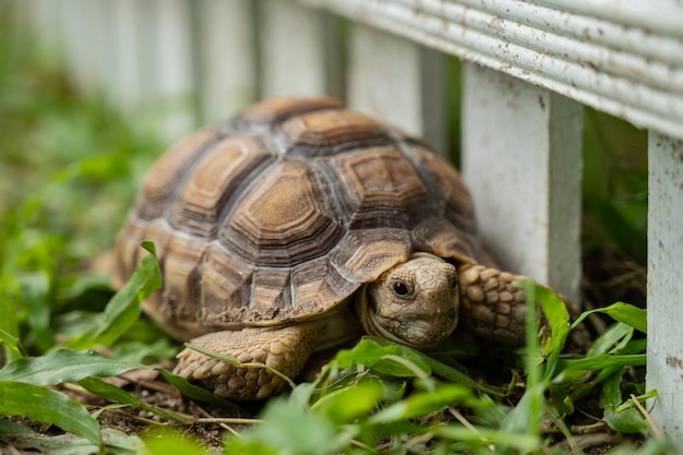 Sucata-Schildkröte aus den Grund