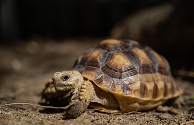 Sucata-Schildkröte aus den Grund