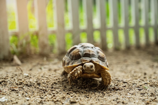 Sucata-Schildkröte aus den Grund