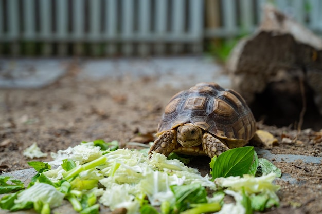 Foto sucata-schildkröte aus den grund