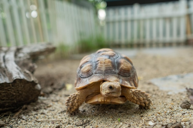 Sucata-Schildkröte aus den Grund