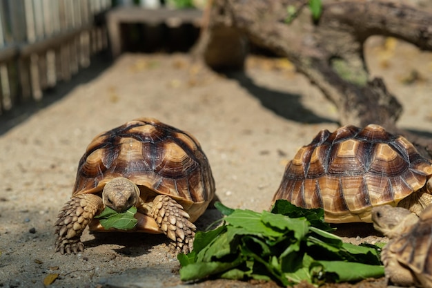 Sucata-Schildkröte, die Gemüse mit Naturhintergrund isst