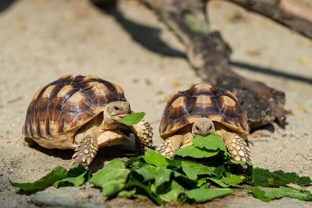 Sucata-Schildkröte, die Gemüse mit Naturhintergrund isst