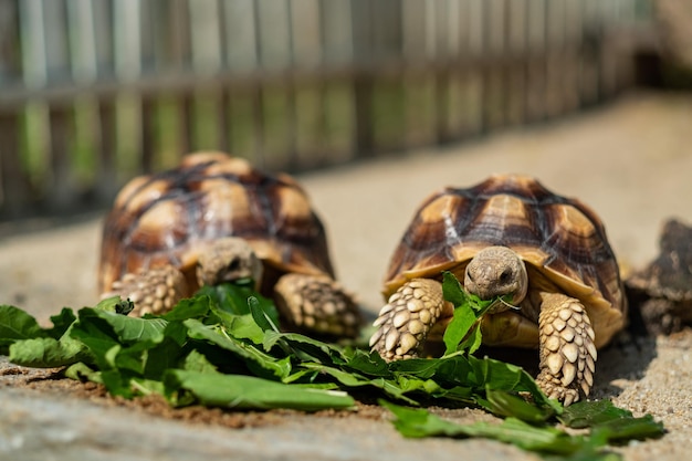 Sucata-Schildkröte, die Gemüse mit Naturhintergrund isst