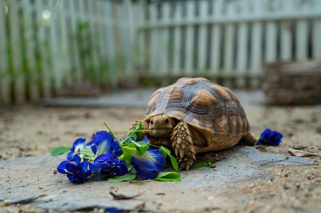 Sucata-Schildkröte, die Gemüse mit Naturhintergrund isst