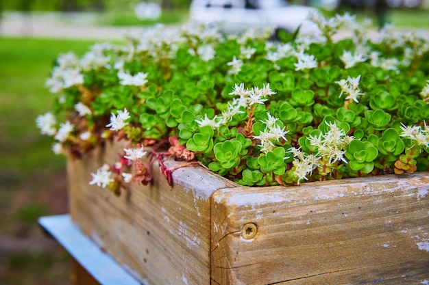 Foto succulento sedum ternatum a pedreira de três folhas florescendo em uma caixa de flores de madeira