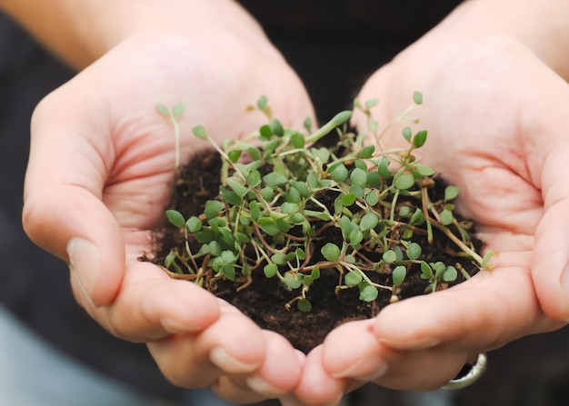 Sucesso do polegar verde Uma mão segurando com ternura uma plantinha Cultivando vida e sustentabilidade