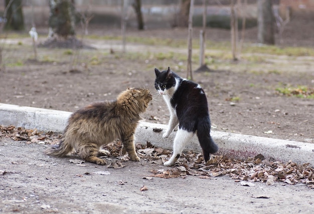 Suche nach obdachloser, hungriger Katze auf der Straße