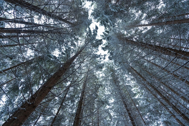 Foto suchen sie im winterkiefernwald.