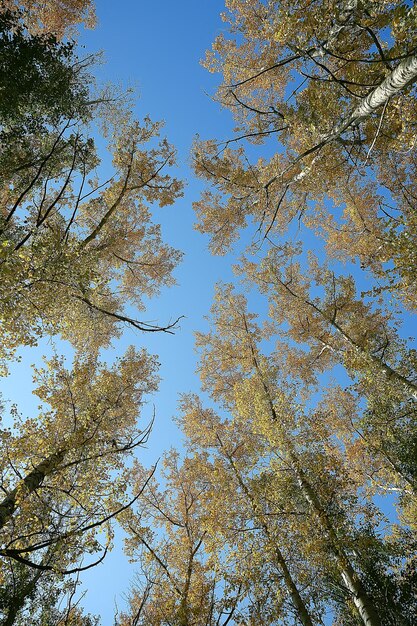 Suchen Sie nach Ästen von Herbstbäumen / abstrakter Hintergrund, Herbstlandschaft, gelbe Blätter an Bäumen am Himmel