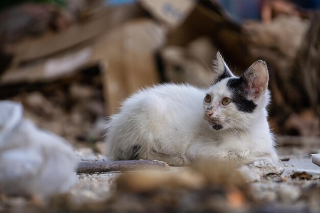 Sucio gatito sin hogar en las calles de la Ciudad de La Habana Vieja, Capital de Cuba