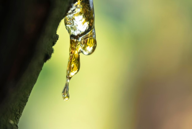 Suco congelado de uma árvore em um fundo natural desfocado