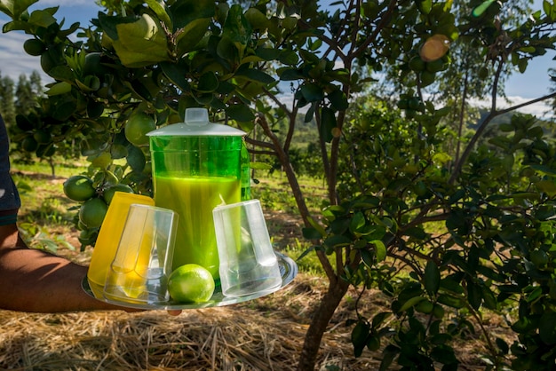 Suco de limão na plantação