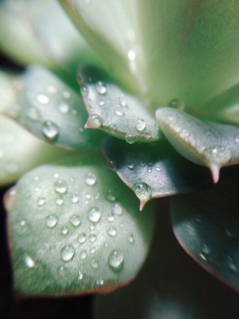 Suculenta echeveria cactus flor piedra rosa planta macro foto