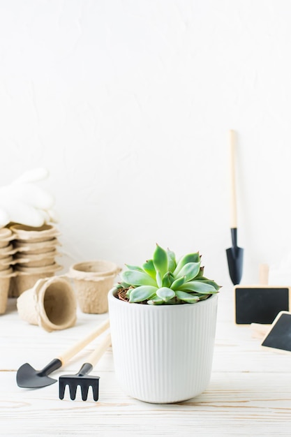 Suculenta em uma panela e ferramentas para transplantar plantas em uma mesa de madeira branca Hobby de jardinagem doméstica Vista vertical