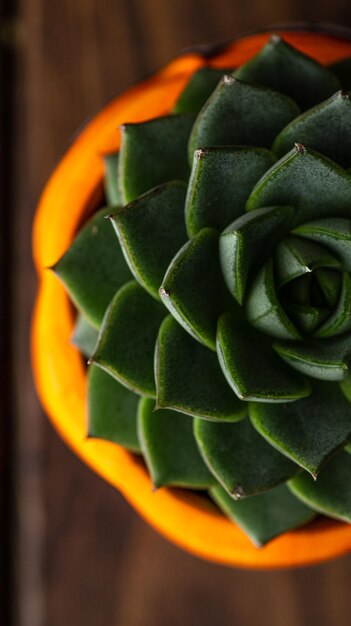 Foto suculenta em vaso de laranja em cima echeveria em vaso