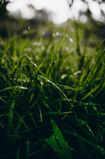Suculenta grama verde no prado com gotas de orvalho de água na luz da manhã