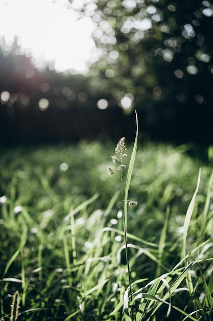 Suculenta grama verde no prado com gotas de orvalho de água na luz da manhã