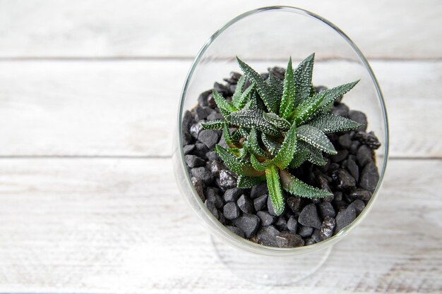 Suculenta haworthia em um pote de vidro em uma mesa de madeira com espaço de cópia hobbies floricultura plantas domésticas