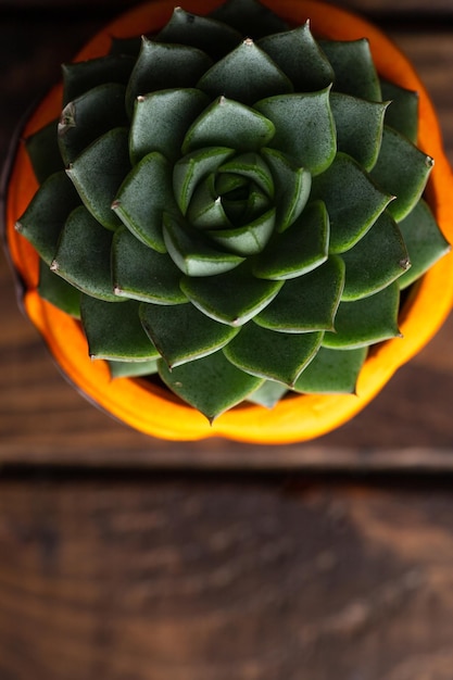 Suculenta en maceta naranja encima Echeveria en maceta