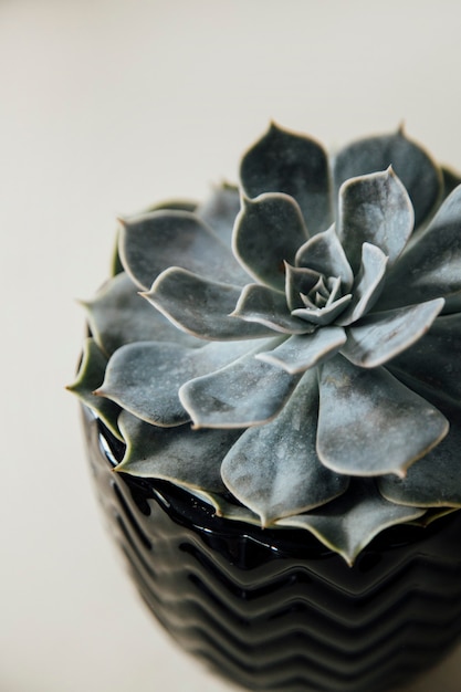 suculenta no fundo o conceito de flor aconchegante para casa