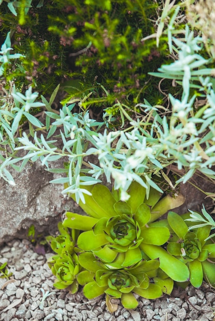 Suculenta no jardim de pedras de perto