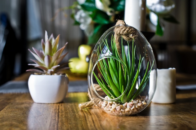 Suculenta en una olla de vidrio, planta de cactus. Diseño, interiorismo, minimalismo. Vista lateral