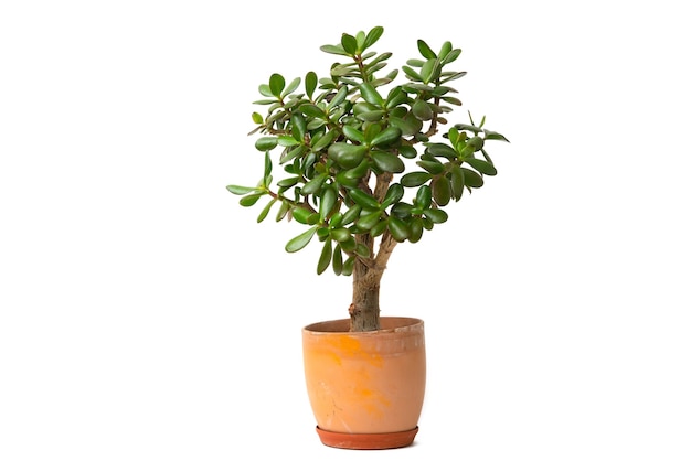 Suculenta planta de jade também árvore do dinheiro ou árvore da sorte em vaso de cerâmica isolado.