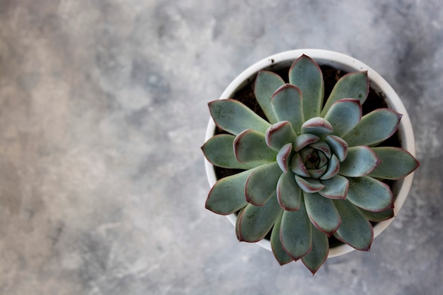 Suculenta planta doméstica em um vaso