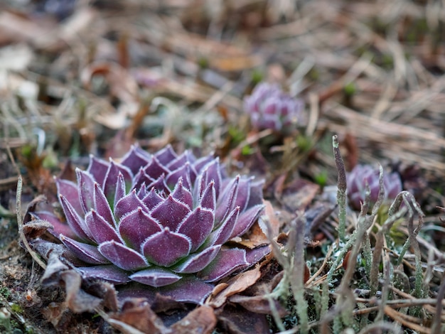 Suculenta roxa em uma floresta verde Primavera