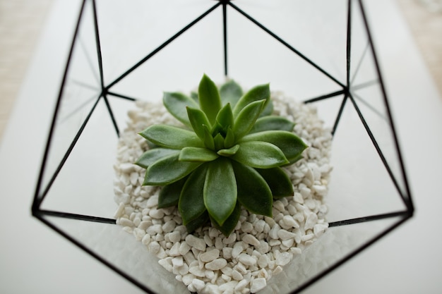 Foto suculenta verde en una maceta de vidrio en interior de loft blanco en estilo escandinavo.