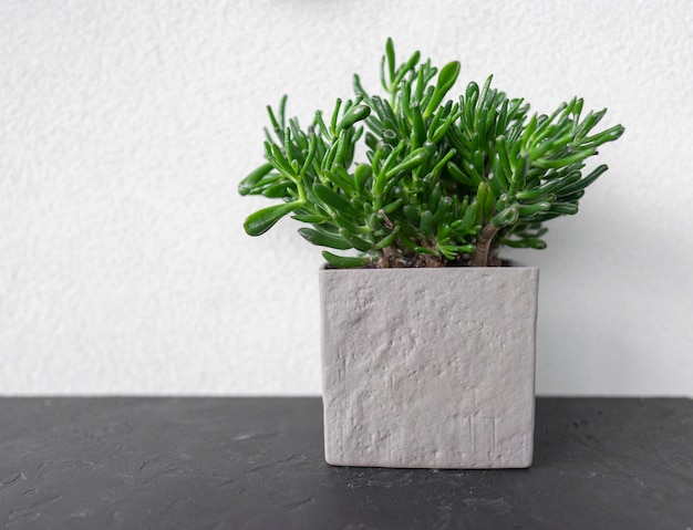 Una suculenta verde en una olla gris moderna se encuentra sobre una mesa negra