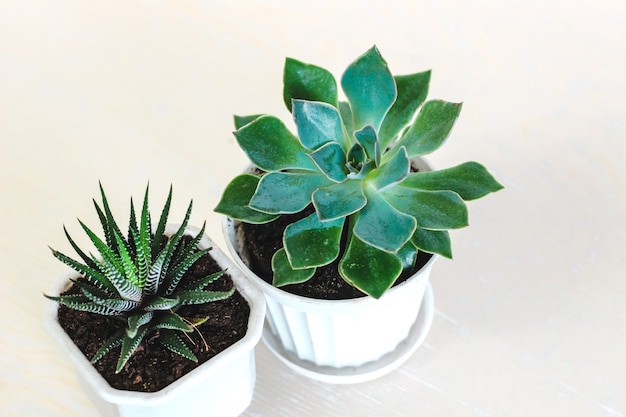 Suculentas echeveria e haworthia, cultivadas em casa em fundo branco.