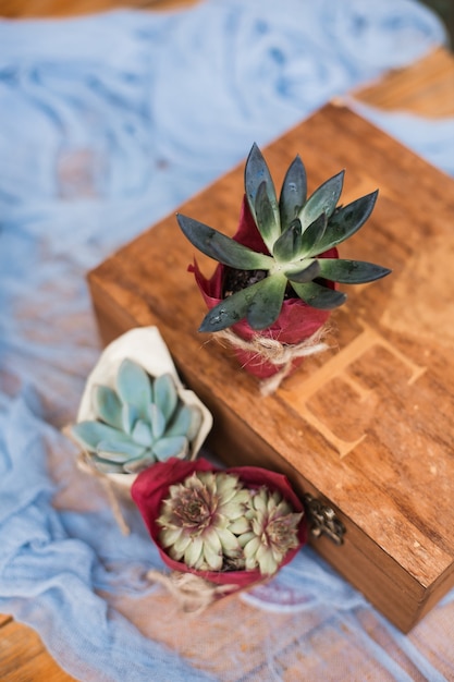 Suculentas em potes balde com terra e regador Plantio e cuidado de plantas e flores