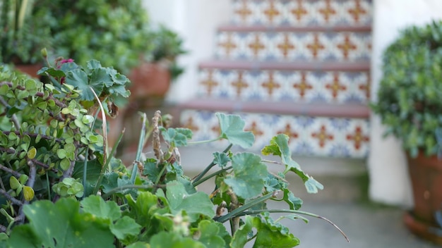 Suculentas em vaso de flores, jardinagem na califórnia, eua. plantas da casa verde, vasos de barro. projeto de jardim mexicano, floricultura decorativa do deserto árido. vegetação ornamental botânica. azulejo colorido nas escadas