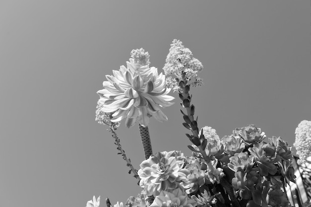 Suculentas florecientes Plantas suculentas florecientes Sedum o cultivos de piedra en el cielo azul