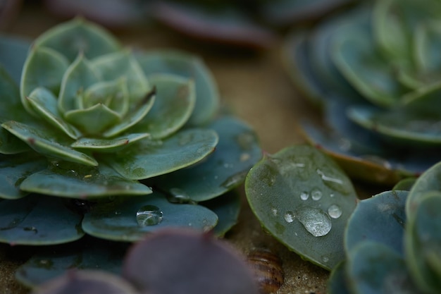 Suculentas con gotas de rocío closeup