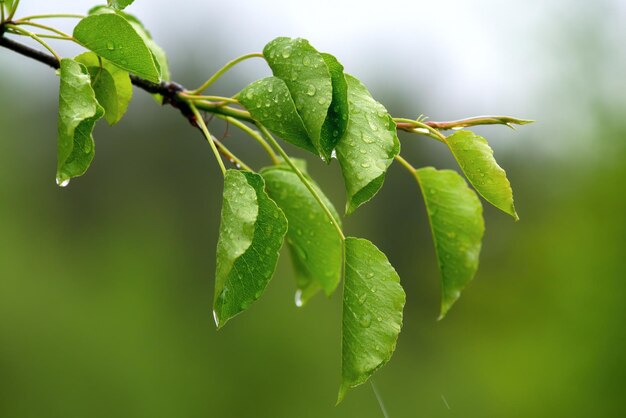 Suculentas hojas verdes jóvenes en las gotas de lluvia con un primer plano de enfoque suave.