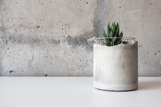 Suculentas en maceta de hormigón sobre escritorio blanco. Planta de interior estilo loft en interiores. Banner moderno minimalista con espacio para copiar su texto