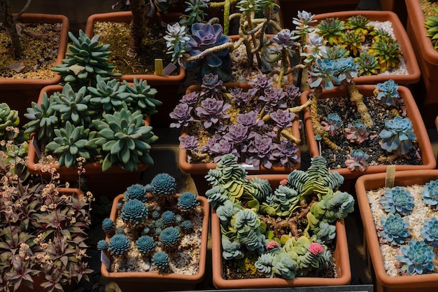 Suculentas muchas plantas inusuales del desierto en el jardín botánico en el invernadero Foto de alta calidad