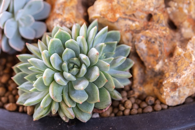 Suculentas o cactus en el jardín botánico del desierto para decoración y diseño agrícola.