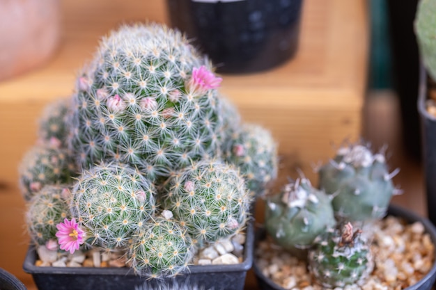 Suculentas o cactus en el jardín botánico del desierto para decoración y diseño agrícola.