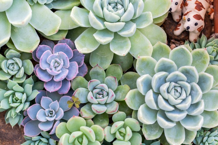 Suculentas o cactus en el jardín botánico del desierto para decoración y diseño agrícola.