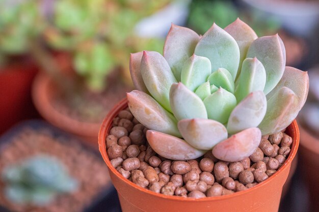 Suculentas o cactus en el jardín botánico del desierto para la decoración y el diseño agrícola.