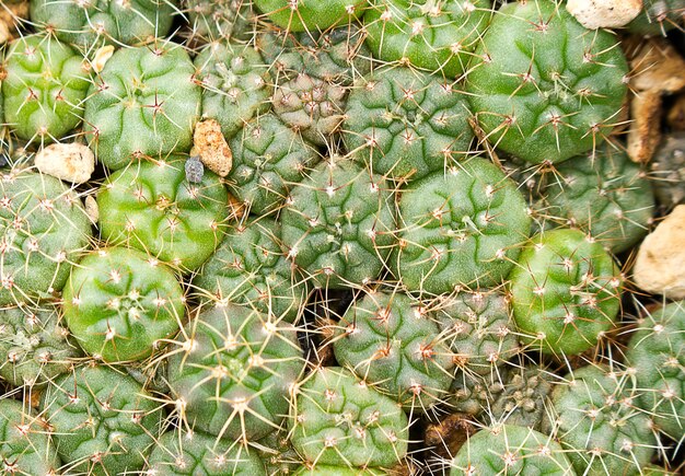 Suculentas o cactus en maceta.