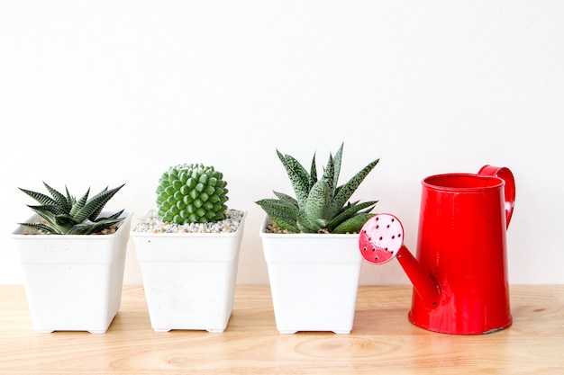 Suculentas ou cactus em vasos de concretos sobre fundo branco na prateleira e simulado foto de quadro